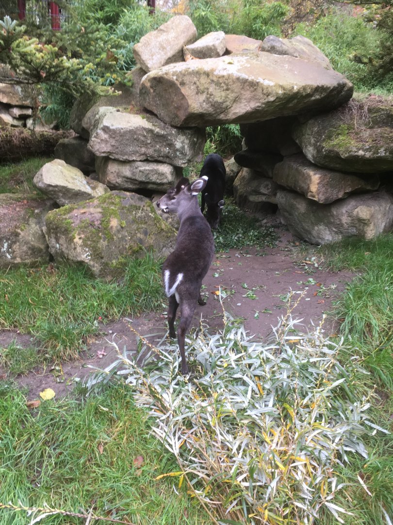 Michie’s tufted deer