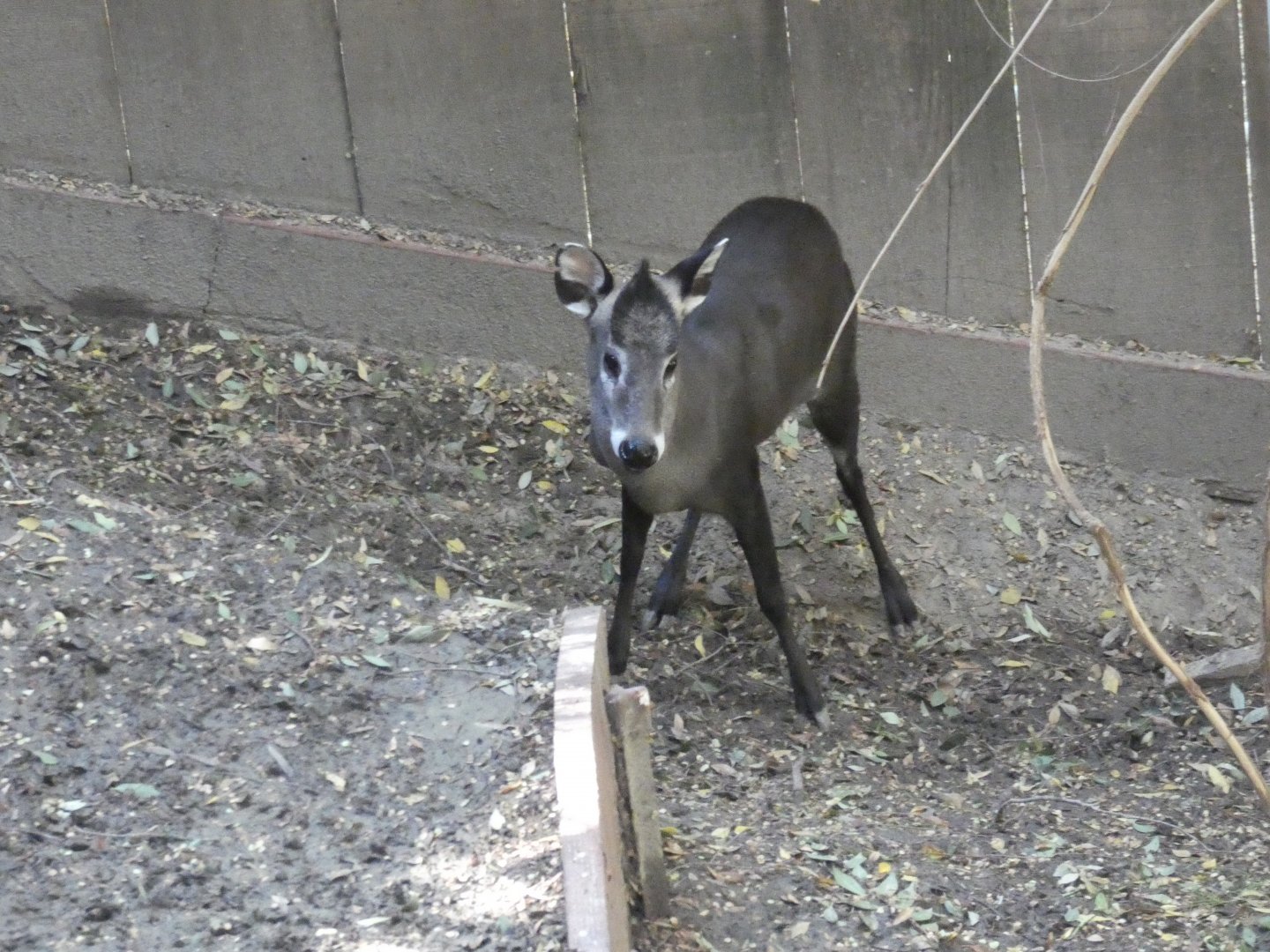 Michie's Tufted Deer