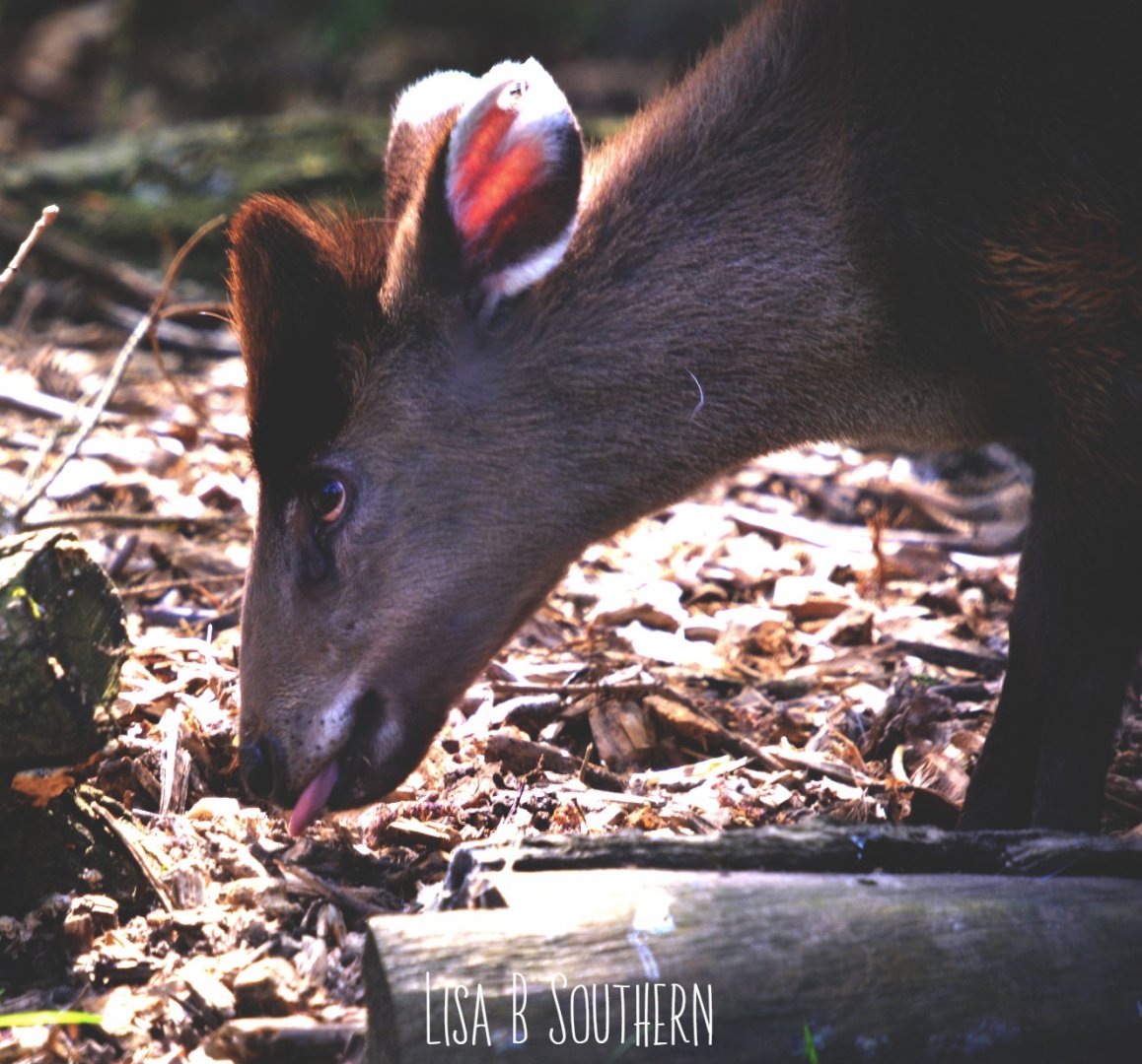 .:Michie's Tufted Deer:.