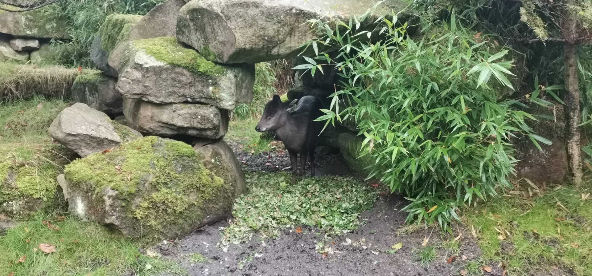 Michie's Tufted Deer