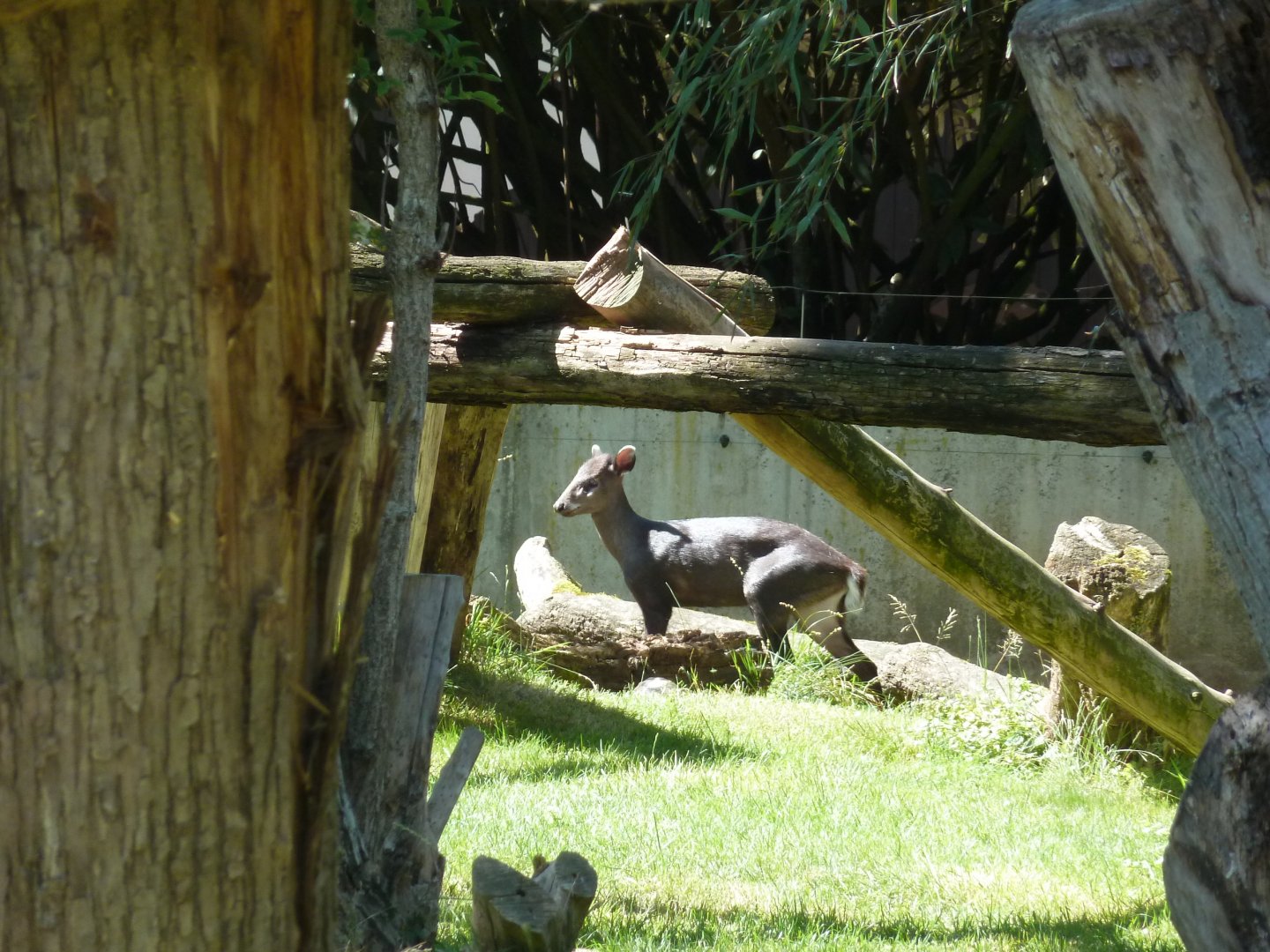 Michie's tufted deer
