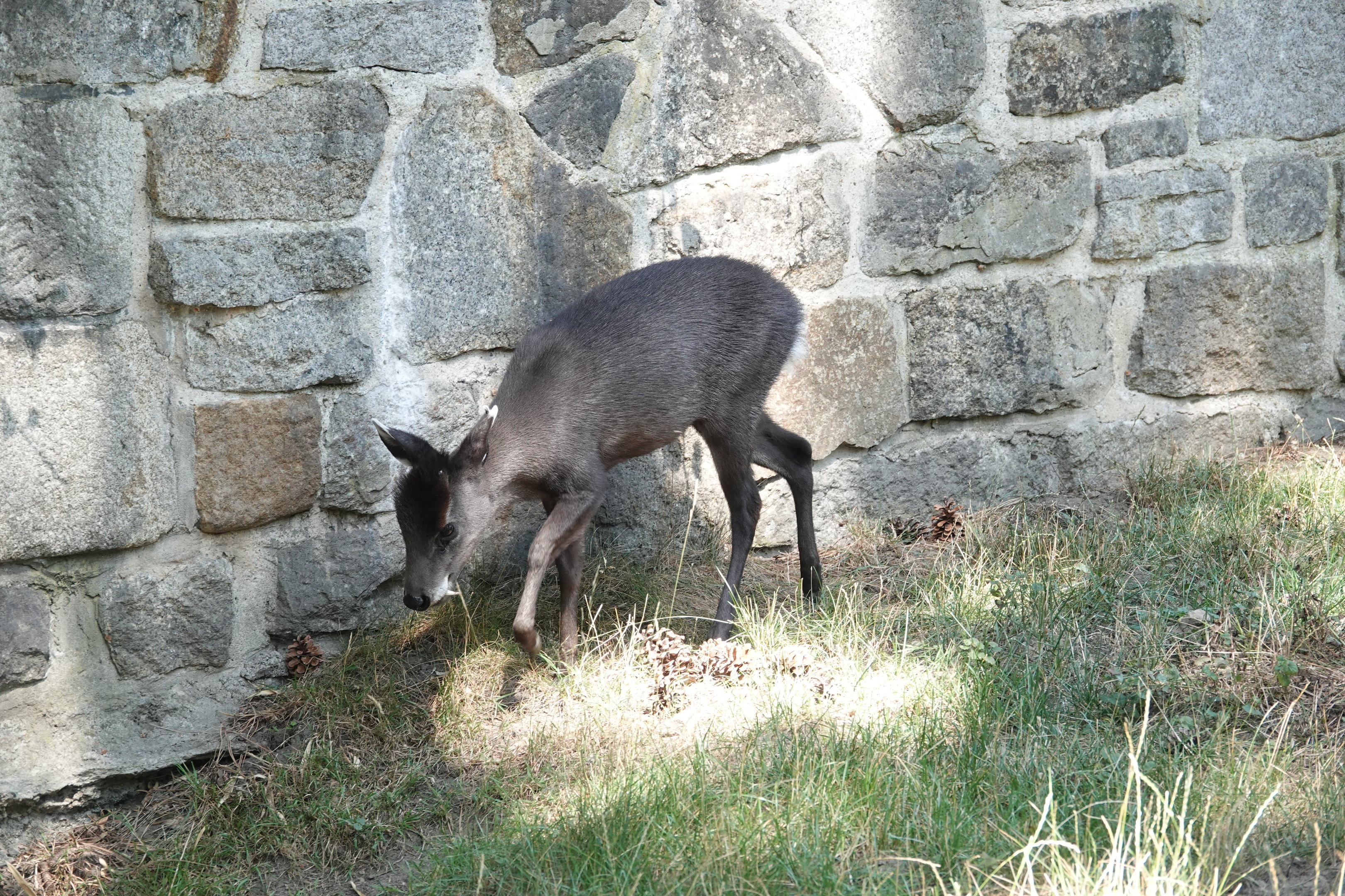 Michie's tufted deer