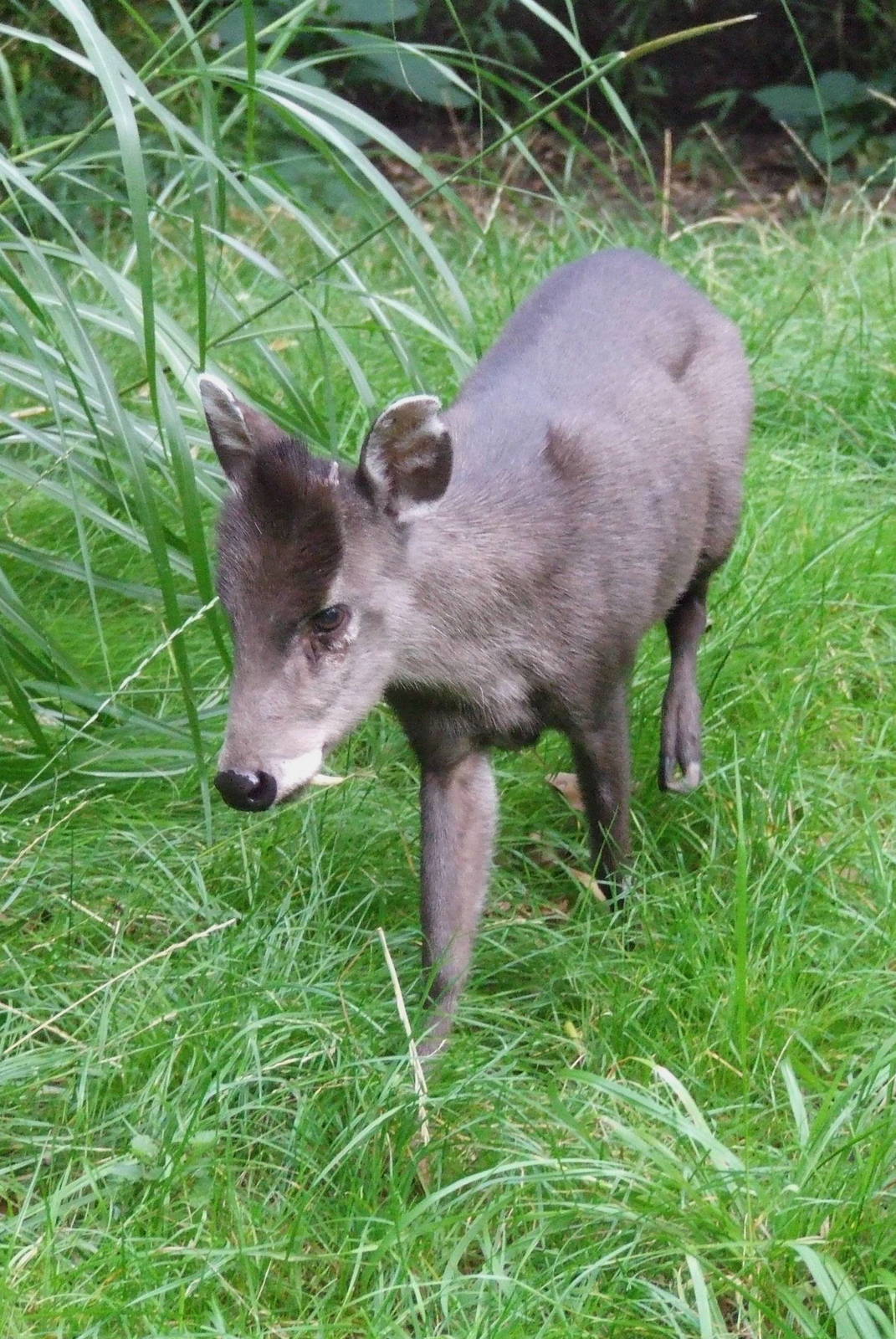 Michie's Tufted Deer