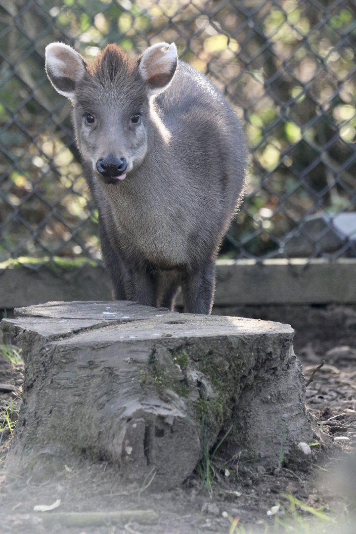 Michie's Tufted Deer
