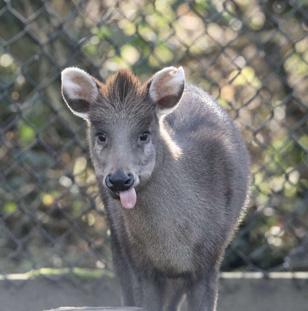 Michie's Tufted Deer