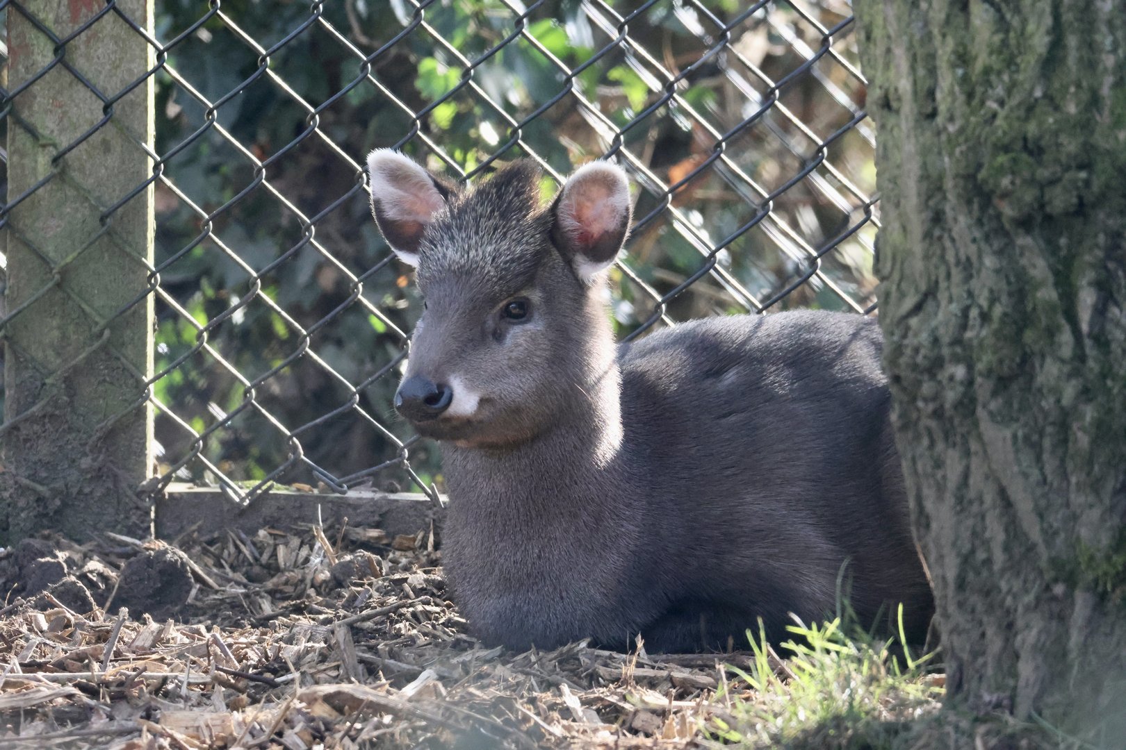 Michie's Tufted Deer
