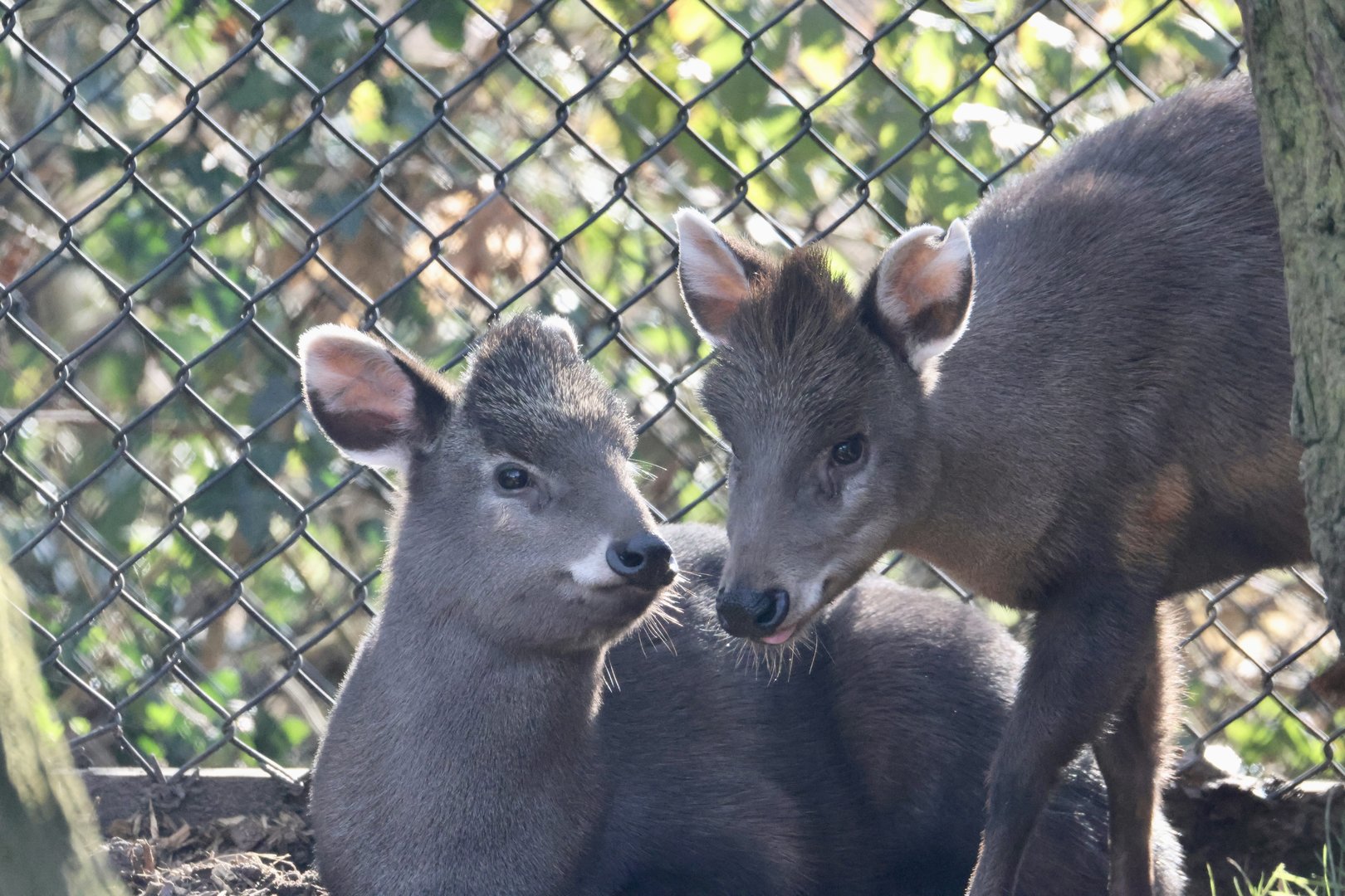 Michie's Tufted Deer