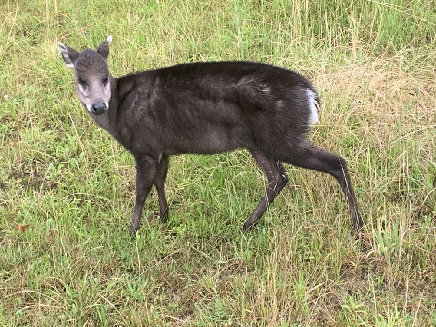 Michie's tufted deer