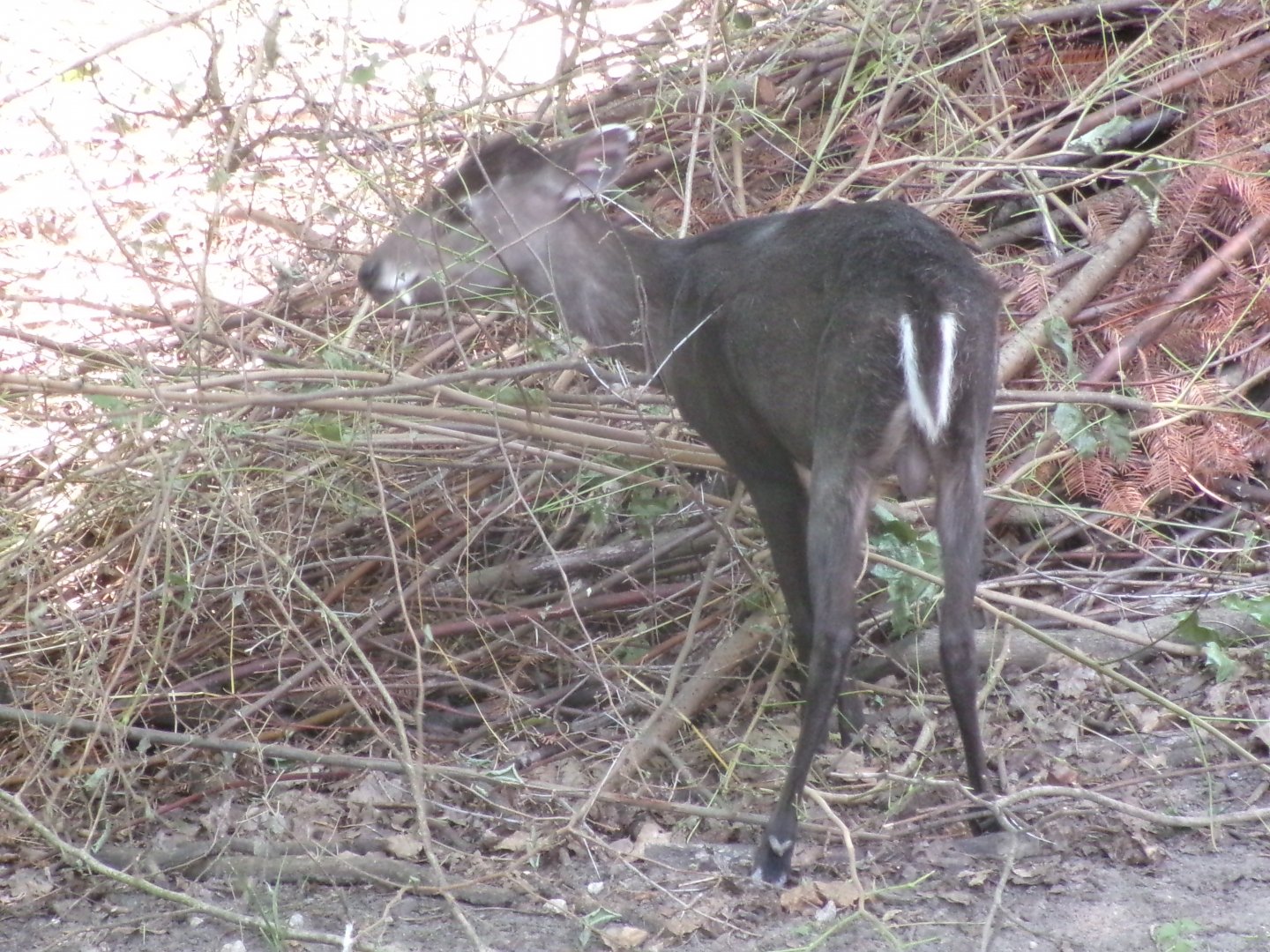 Michie's tufted deer