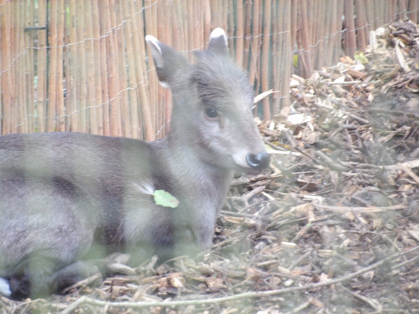 Michie’s Tufted Deer