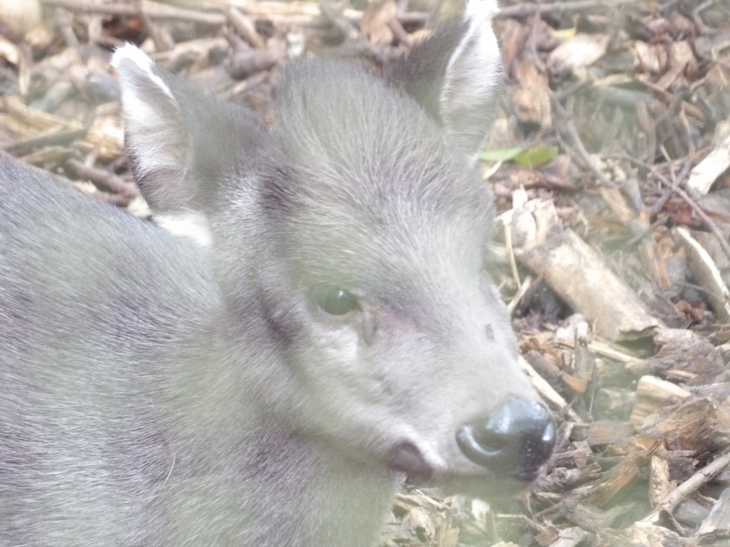 Michie’s Tufted Deer