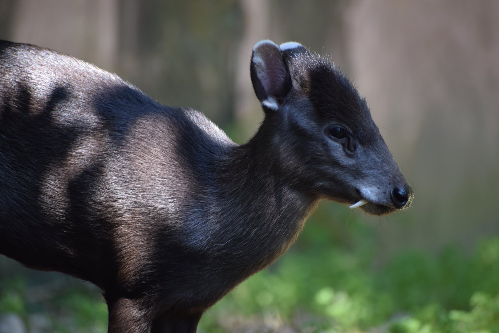 Michie's tufted deer