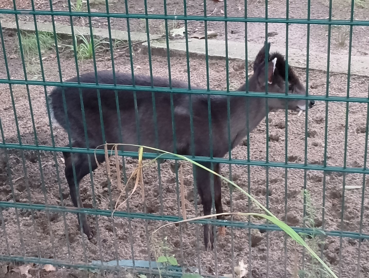 Michie's tufted deer