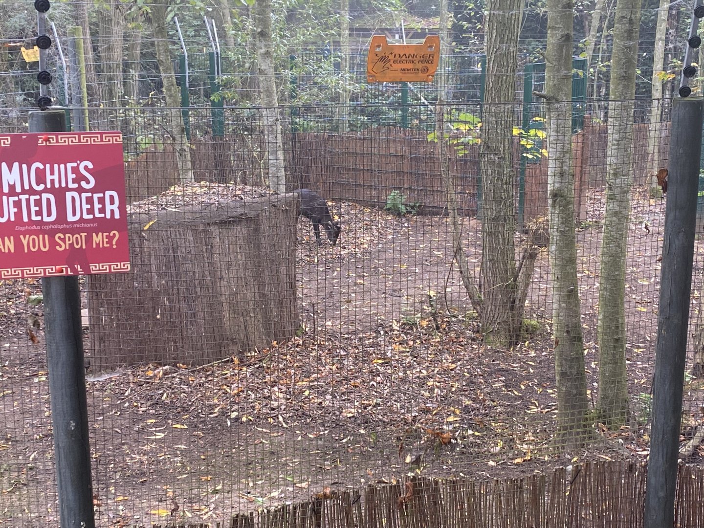 Michie’s tufted deer