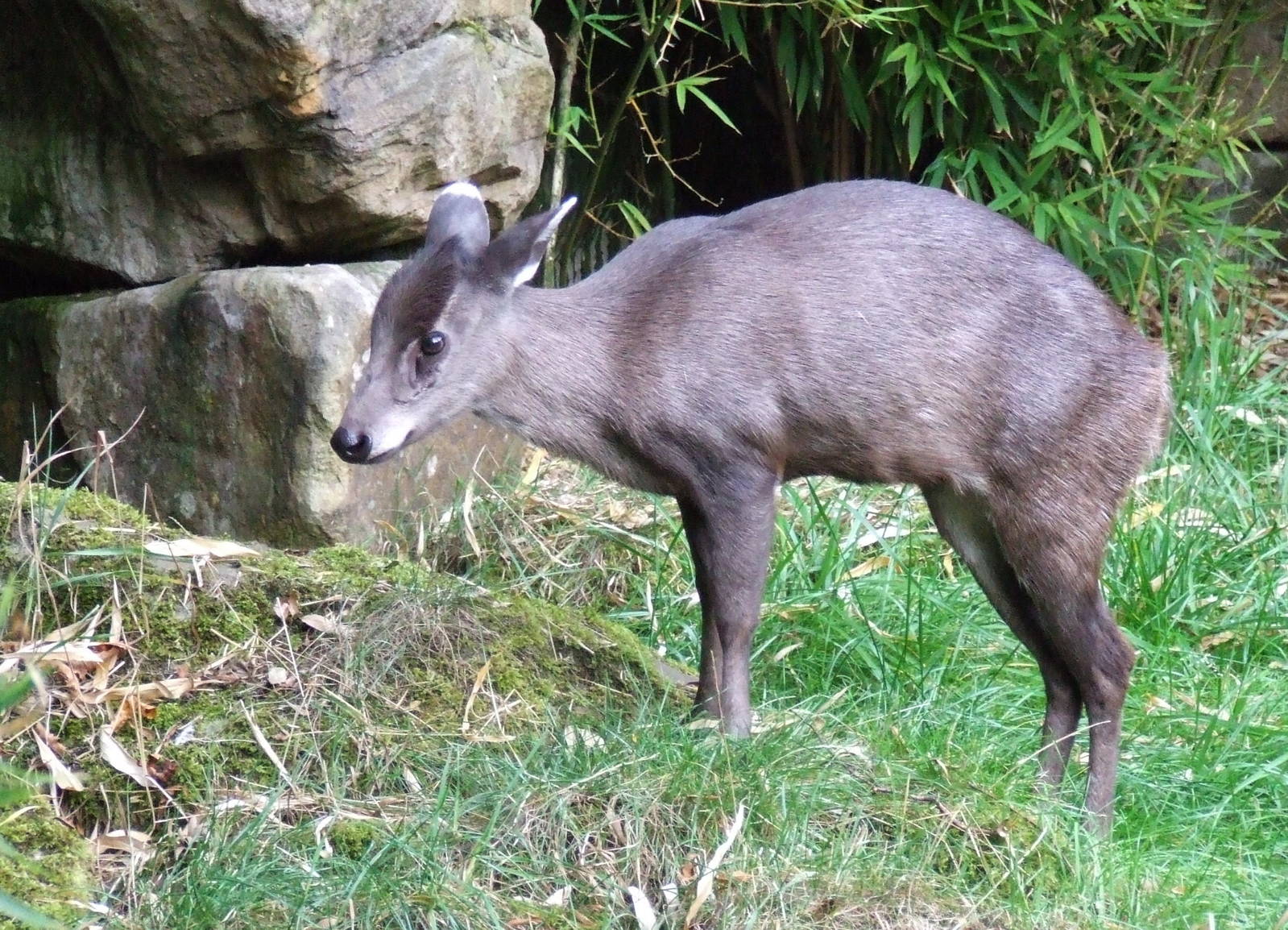 Michie's Tufted Deer