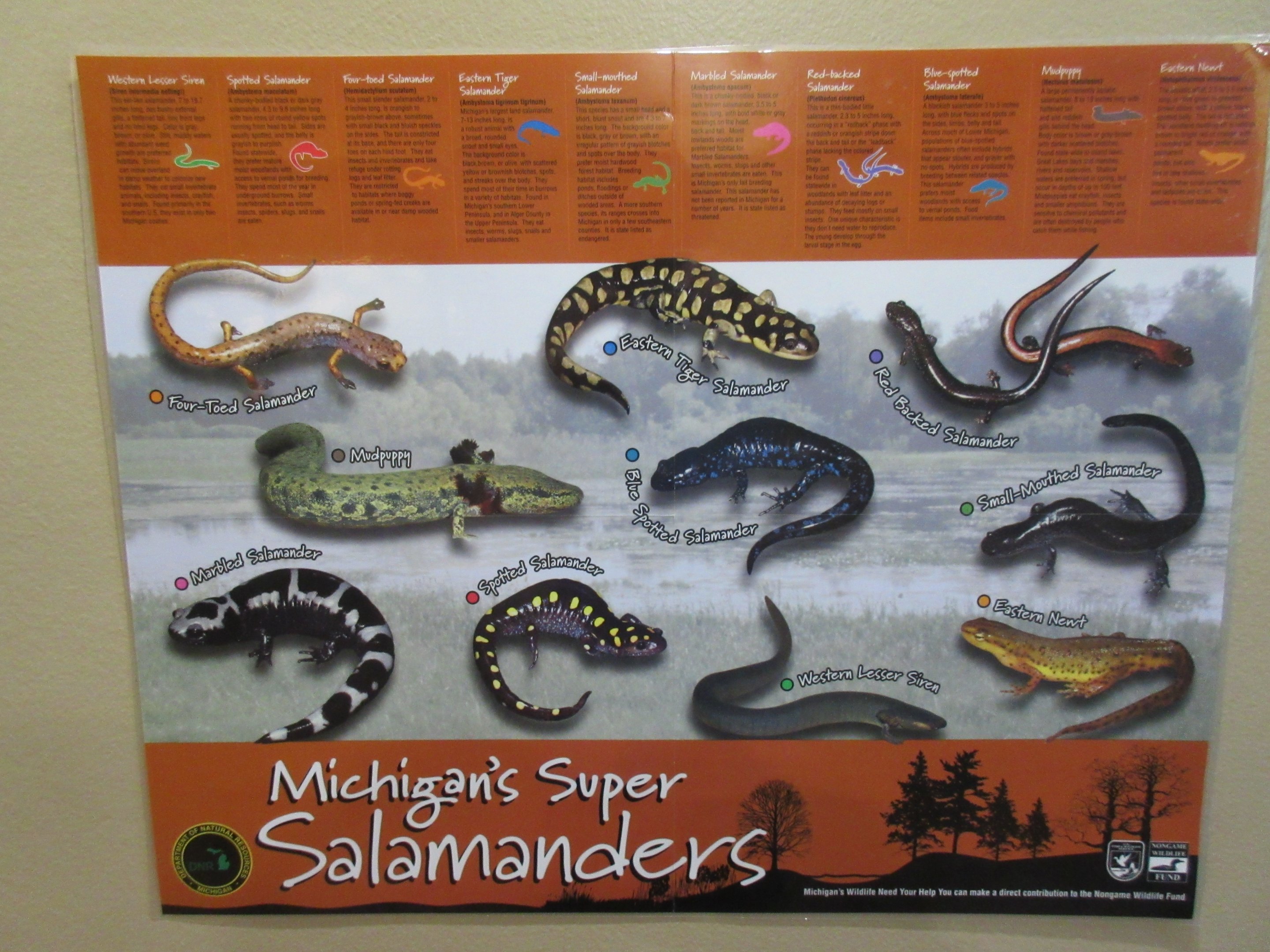 Michigan Salamander Poster