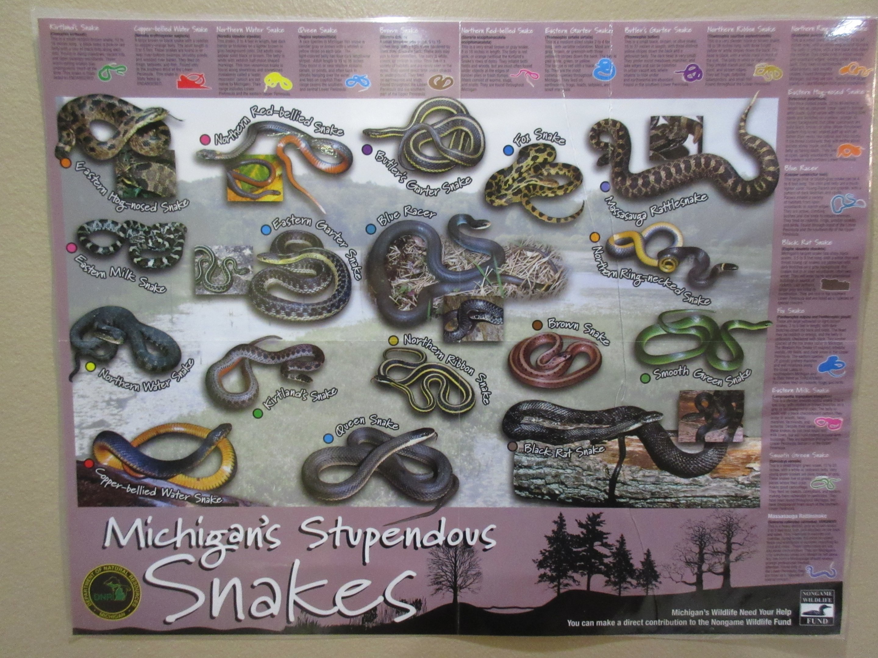 Michigan Snake Poster