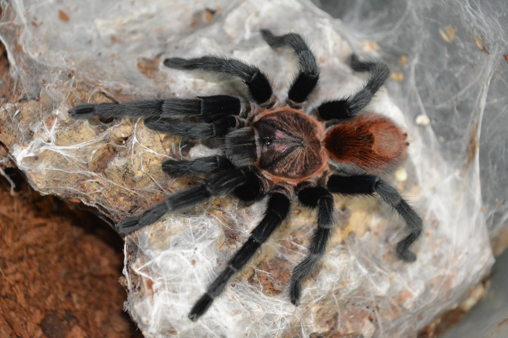 Michoacan red-rump tarantula (Bonnetina tanzeri)