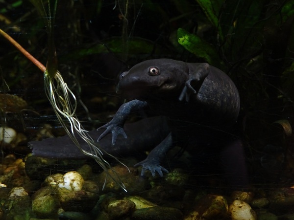 Michoacan stream salamander (Ambystoma rivulare)