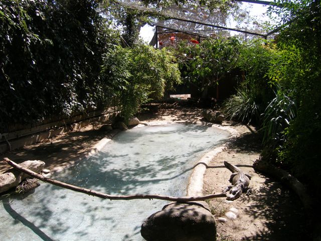 Micke Grove Zoo-Chinese Alligator