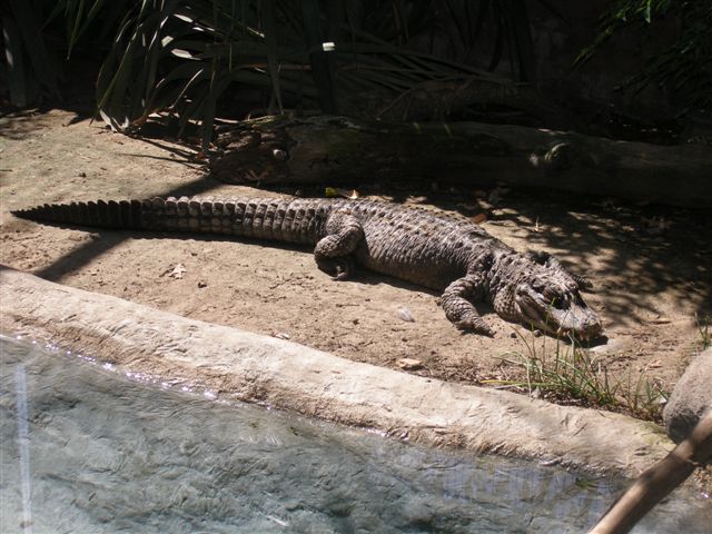 Micke Grove Zoo-Chinese Alligator