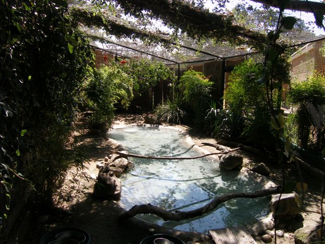Micke Grove Zoo-Chinese Alligator