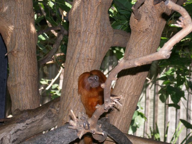 Micke Grove Zoo-Golden Lion Tamarin