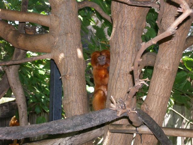 Micke Grove Zoo-Golden Lion Tamarin
