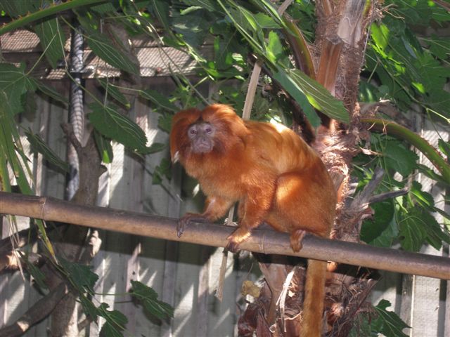 Micke Grove Zoo-Golden Lion Tamarin