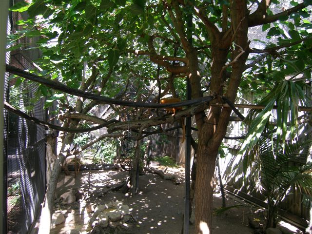 Micke Grove Zoo-Golden Lion Tamarin