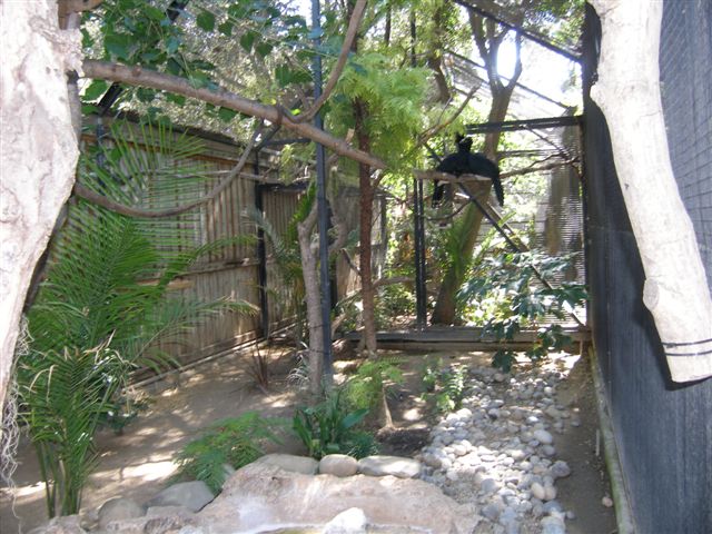 Micke Grove Zoo-Kuhls Marmoset