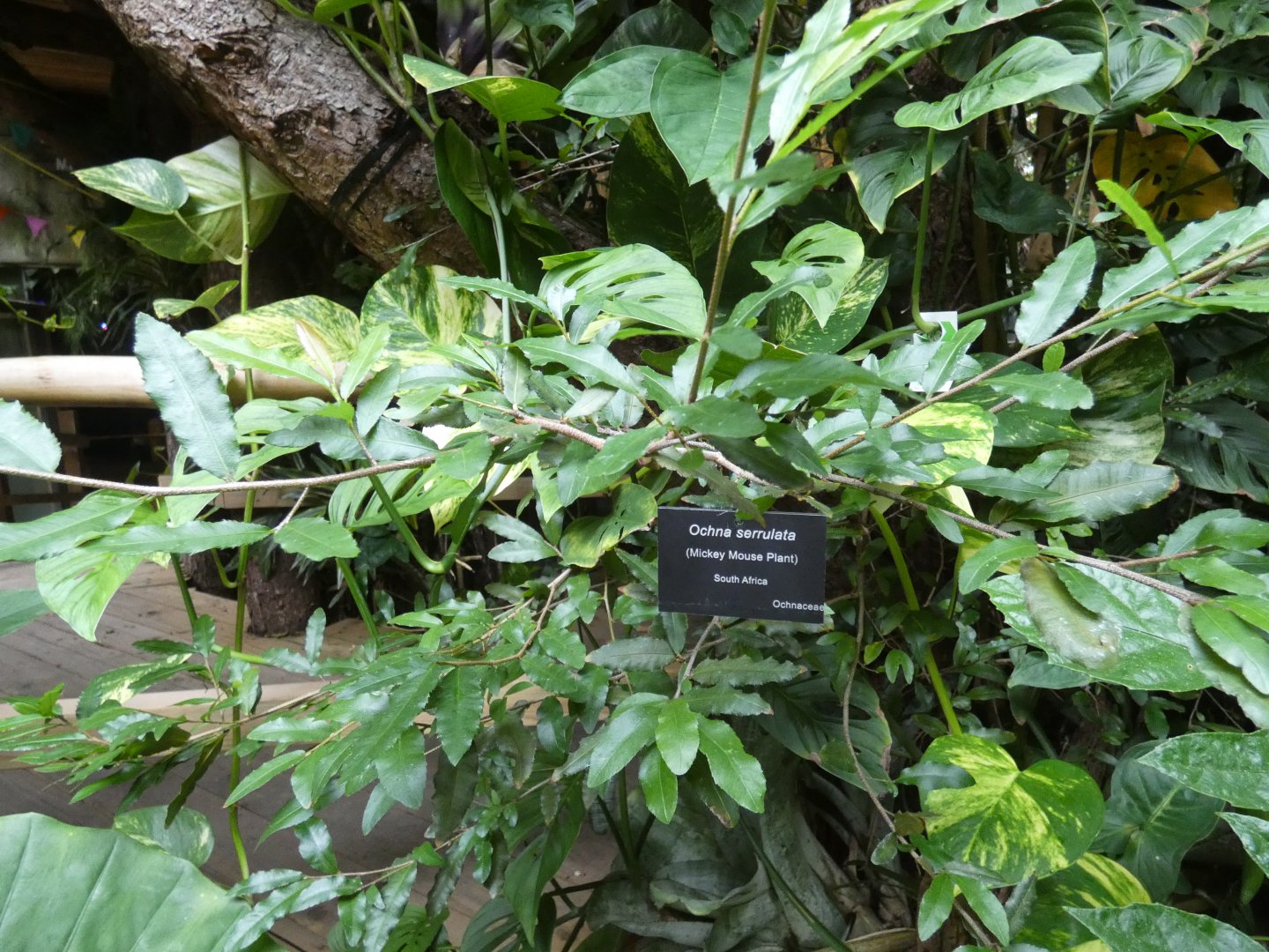 Mickey Mouse Plant (Plantasia Swansea)