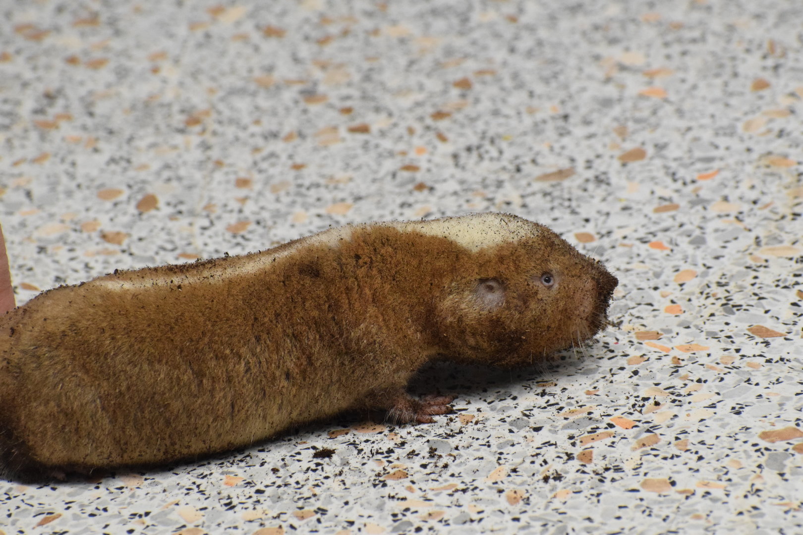 Micklem's mole-rat - University of South Bohemia (Oktober 2023)