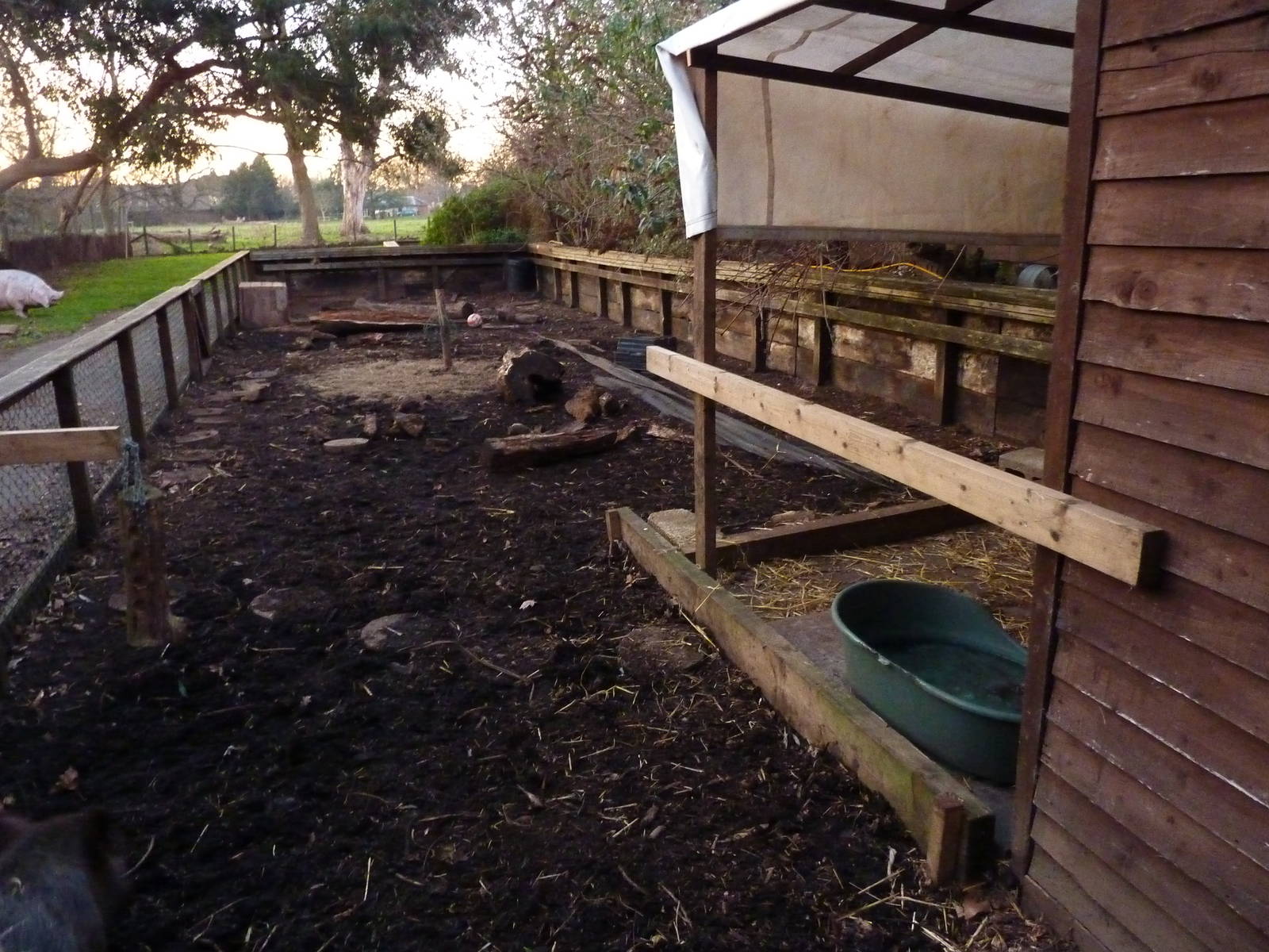 Micro pig enclosure