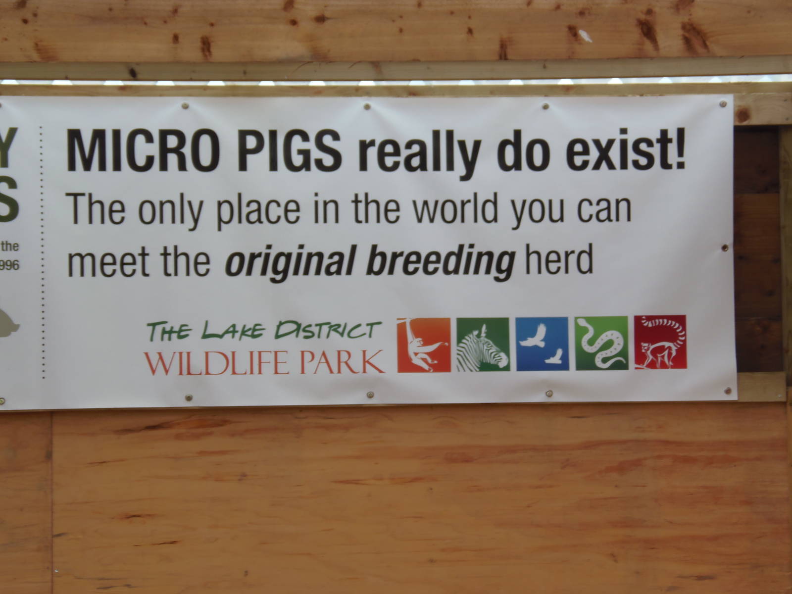 micro pig sign