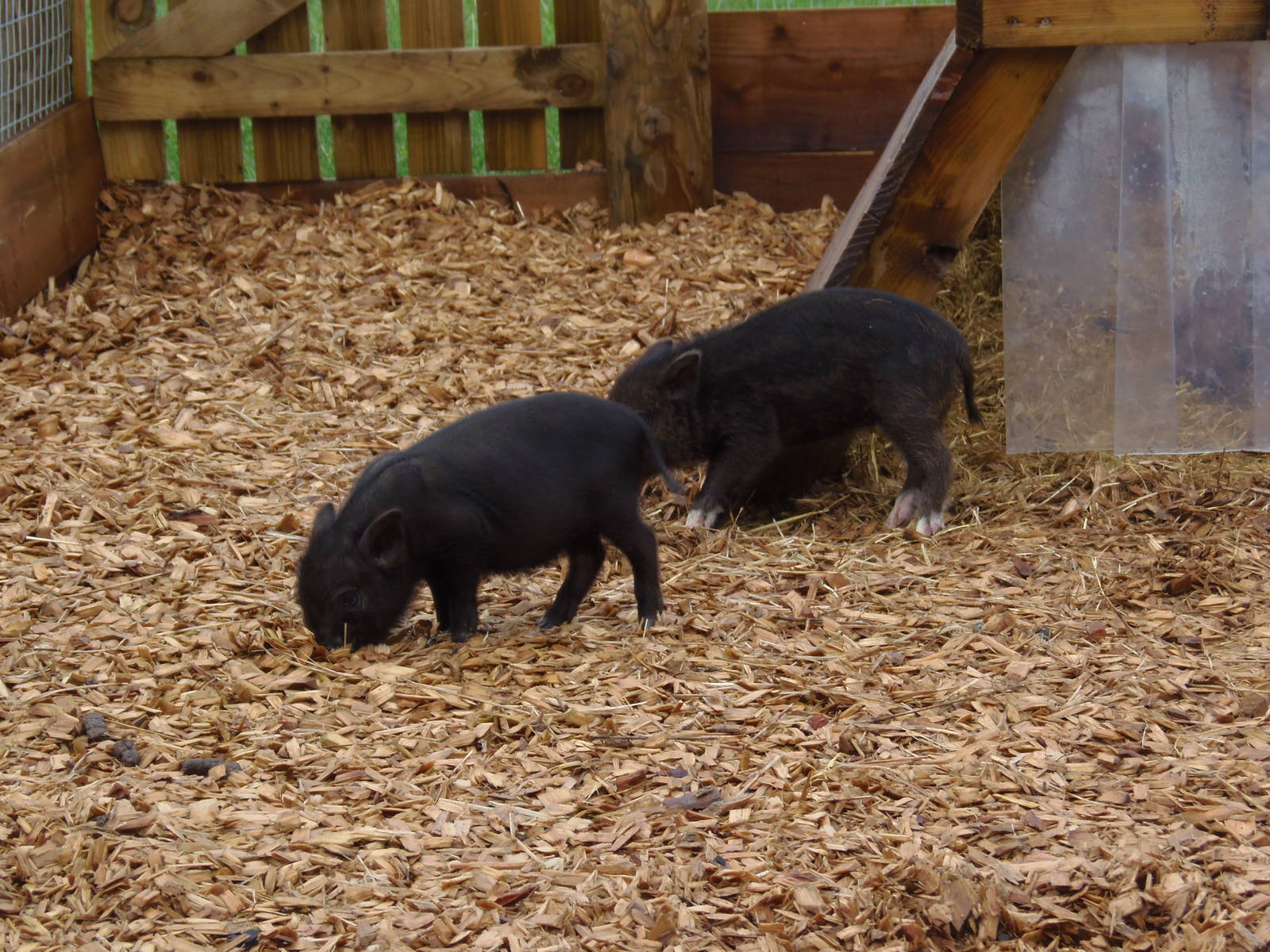 micro piglets
