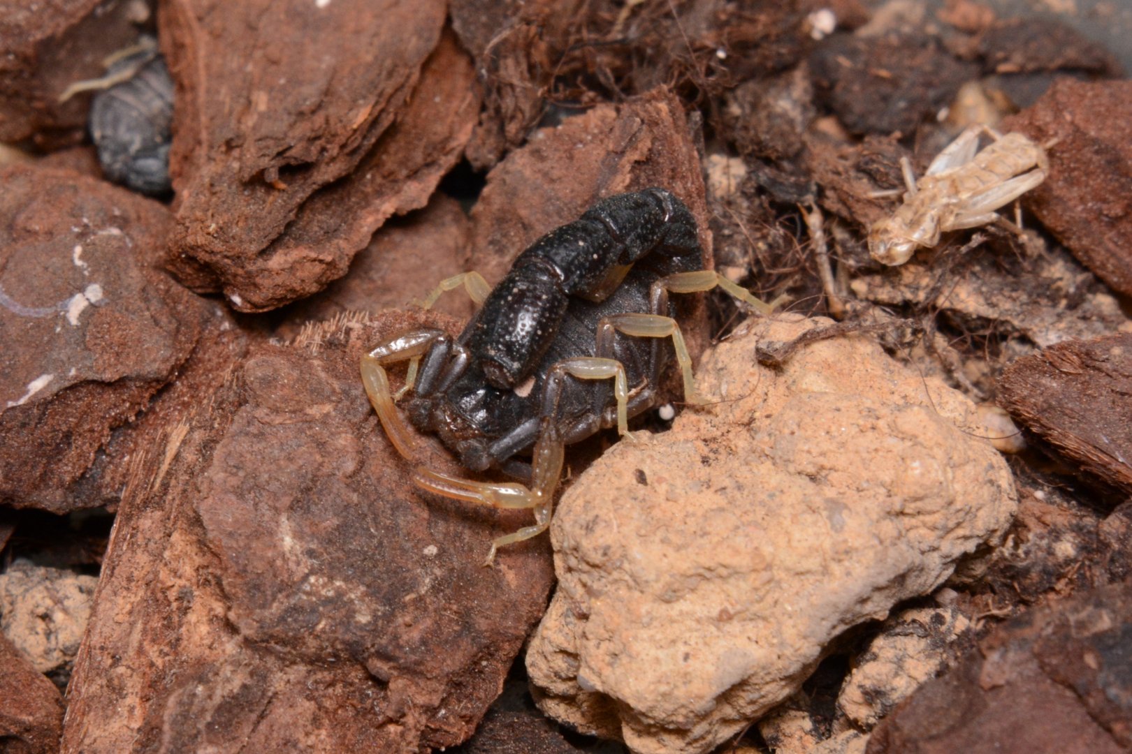 Micro scorpion (Orthochirus innesi)