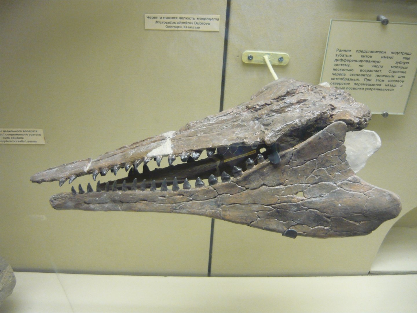 Microcetus charkovi skull