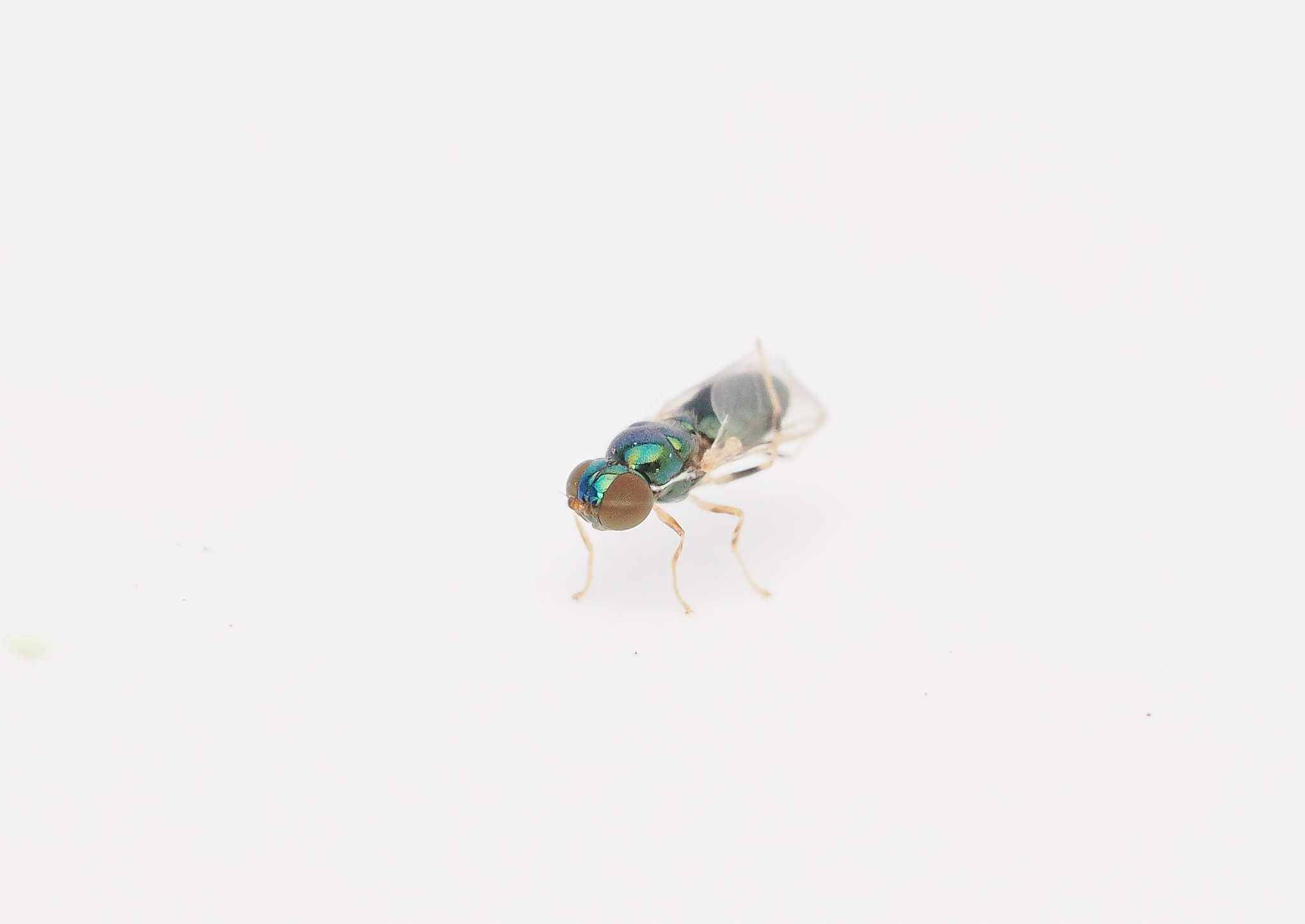 Microchrysa sp.