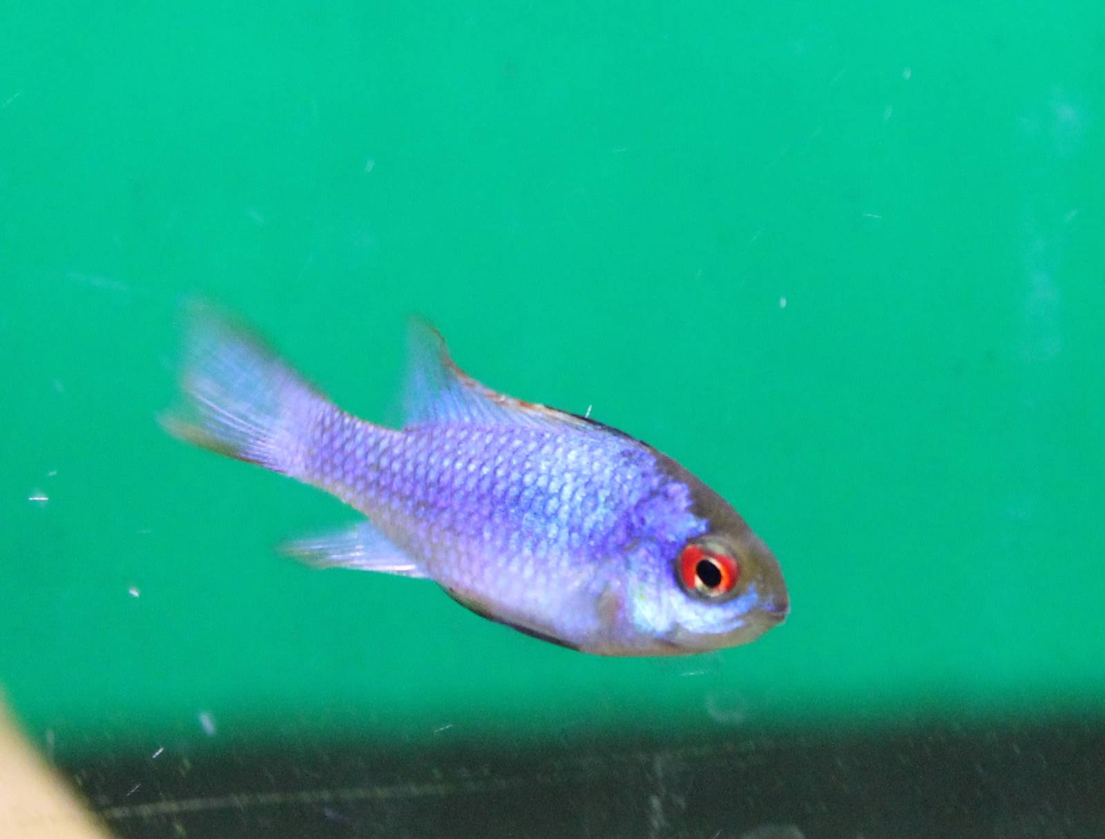 Microgeophagus ramirezi, mutation electric blue