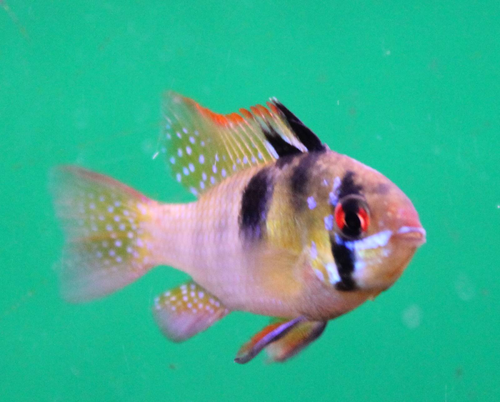 Microgeophagus ramirezi