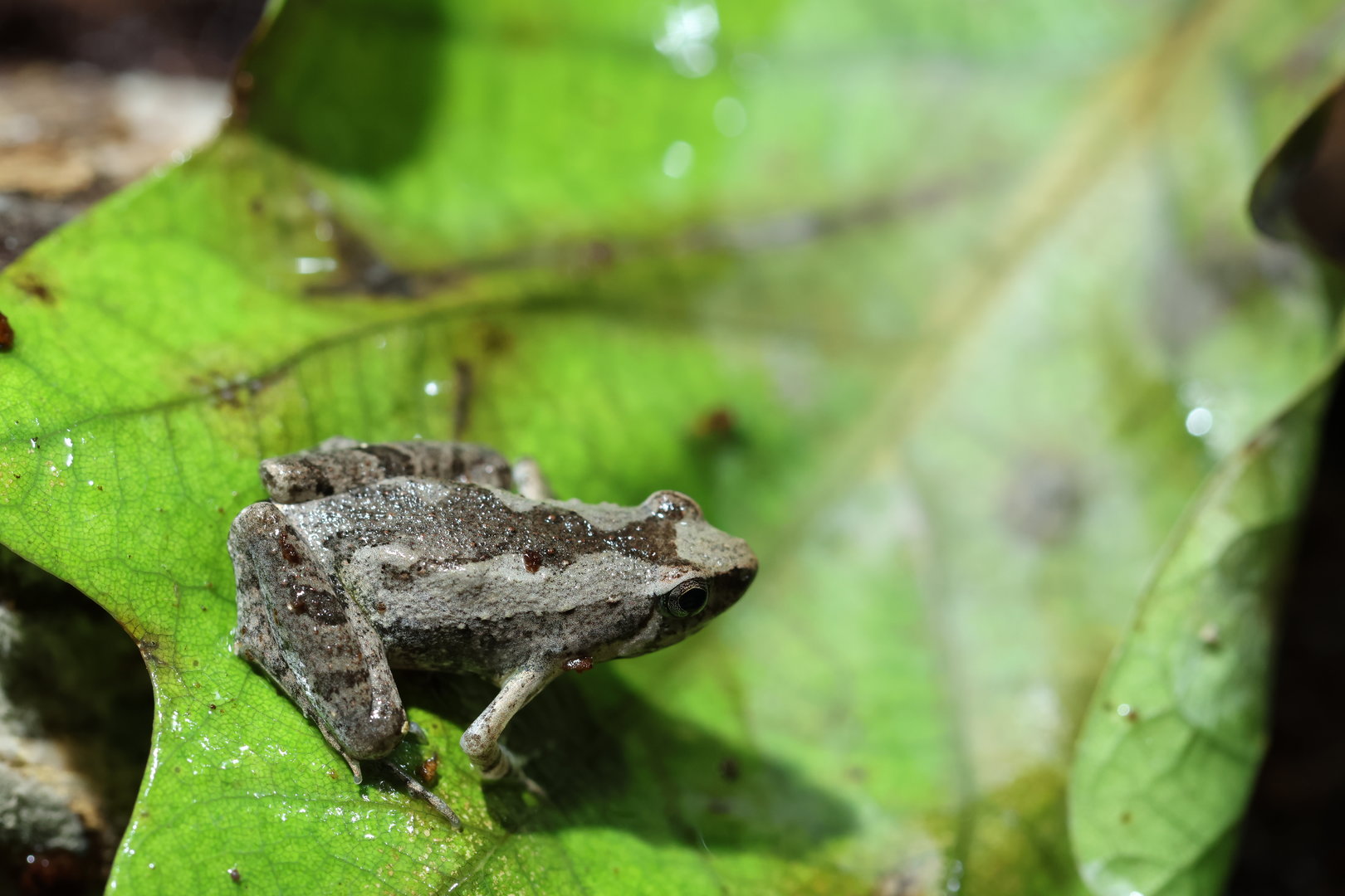 Microhyla ID (Vietnam)