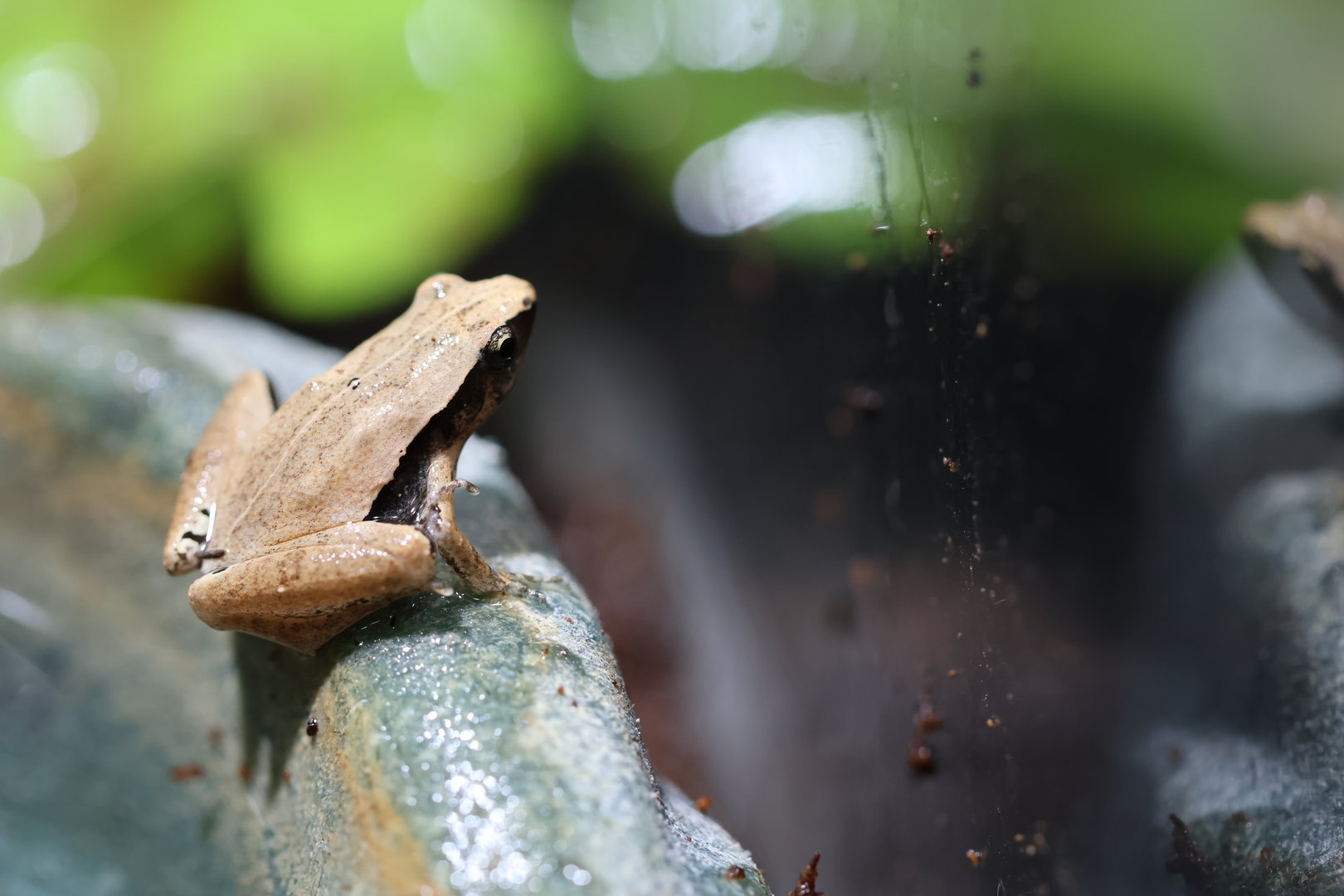 Microhyla ID (Vietnam)