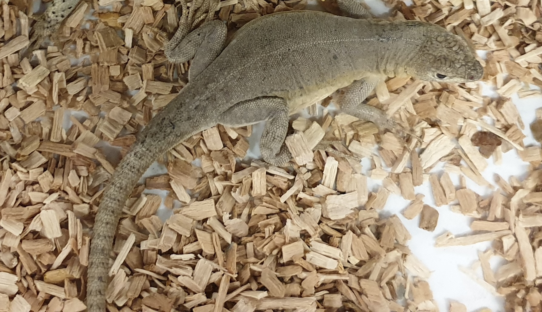 Microlophus peruvianus - female