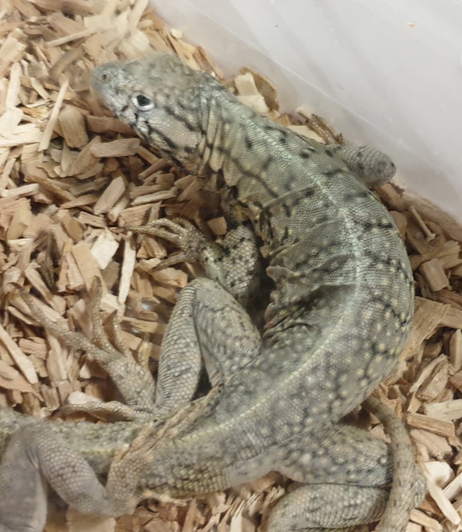 Microlophus peruvianus - male