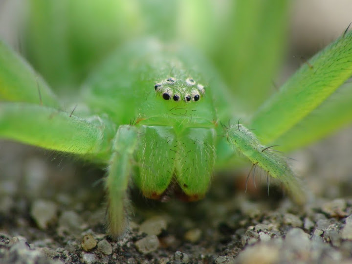 Micrommata virescens