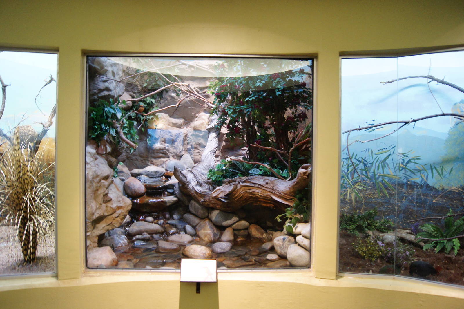 Micronesian King Fisher