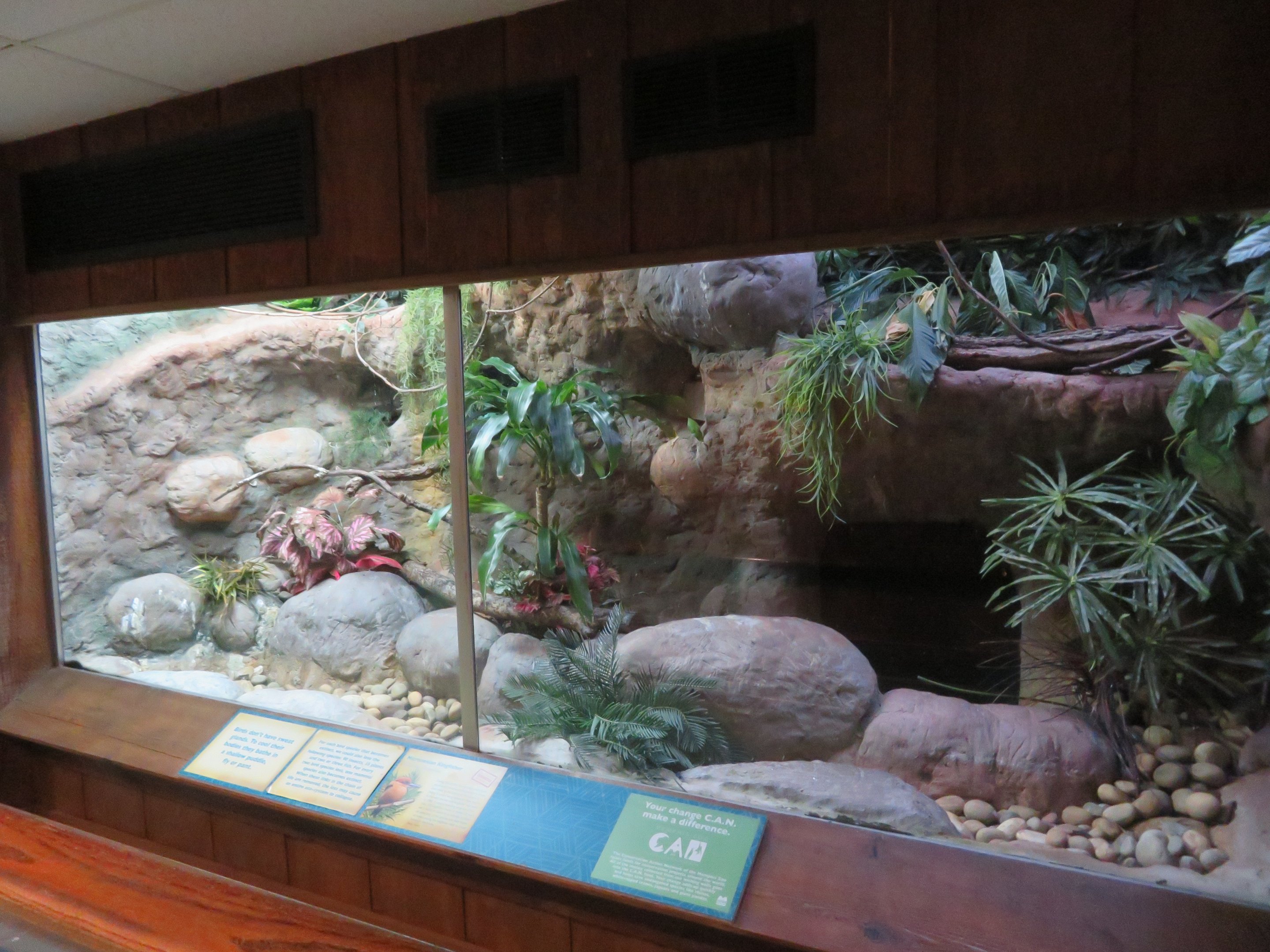 Micronesian Kingfisher Exhibit