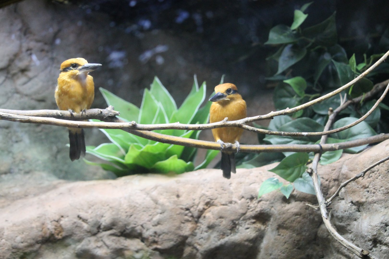 Micronesian Kingfisher (Todiramphus cinnamomina)