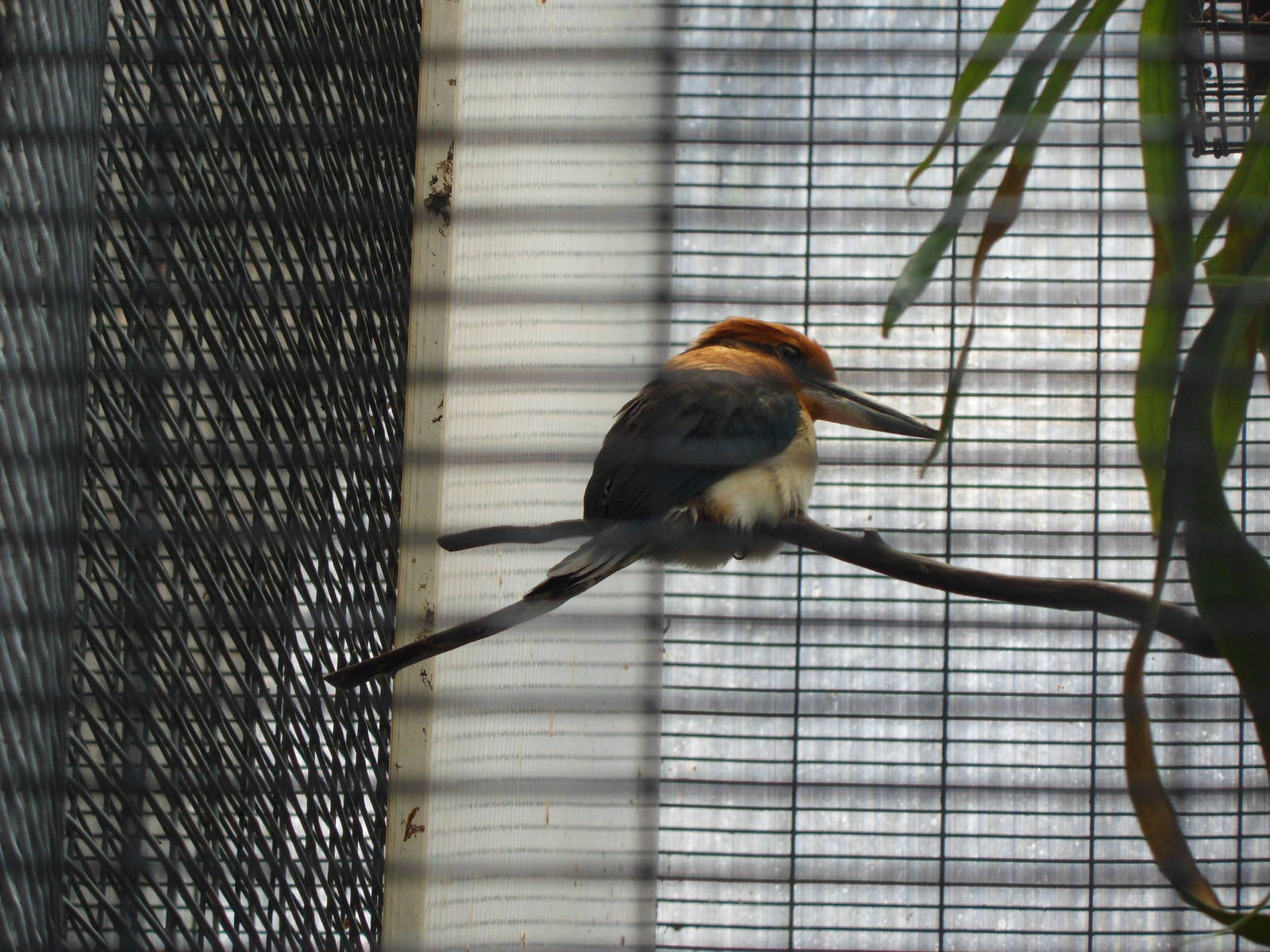 Micronesian Kingfisher